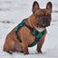 Dogline Quest Multi-Purpose No Pull Dog Harness Dog Harnesses Dogline
