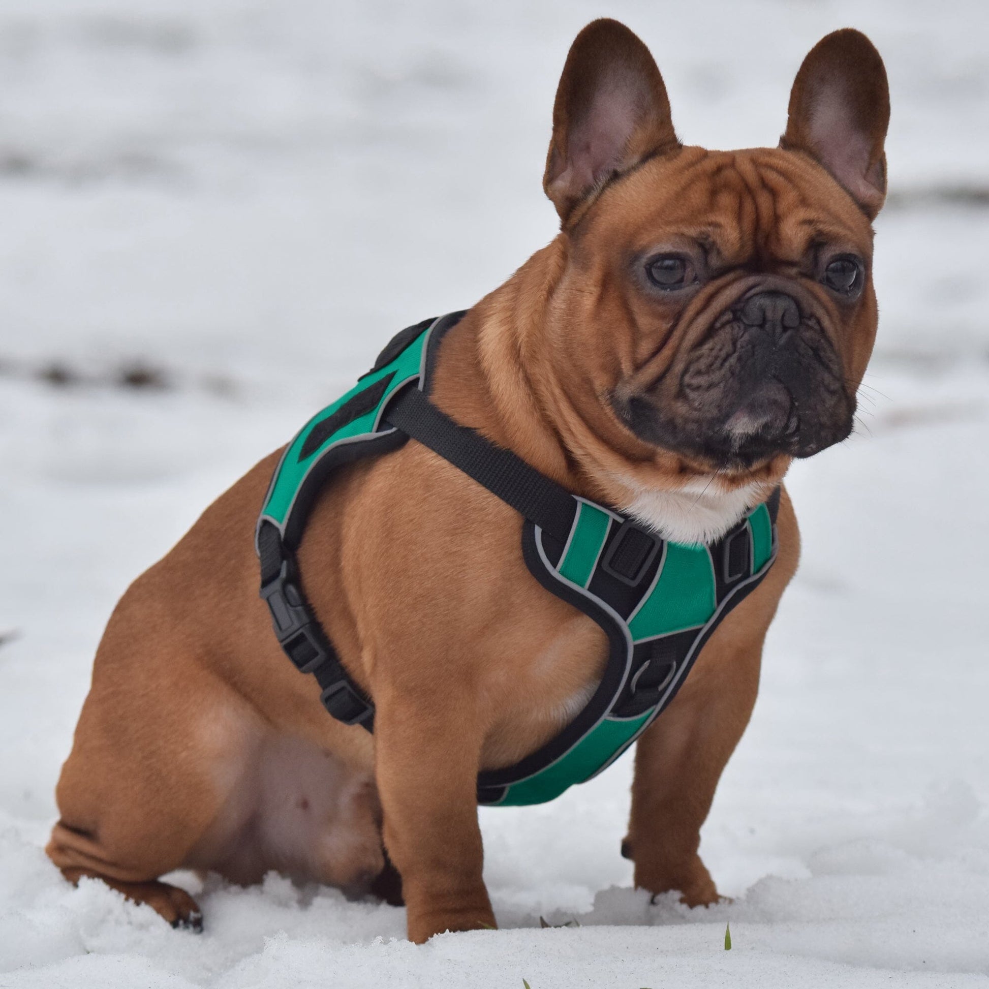 Dogline Quest Multi-Purpose No Pull Dog Harness Dog Harnesses Dogline