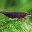 Chocolate Shrimp SHRIMP Danaqua Live Fish & More