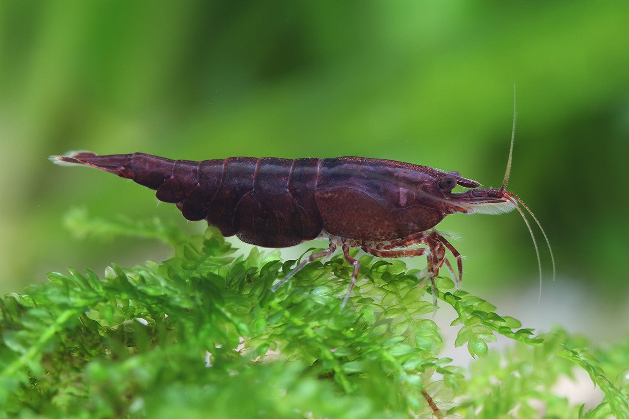 Chocolate Shrimp SHRIMP Danaqua Live Fish & More