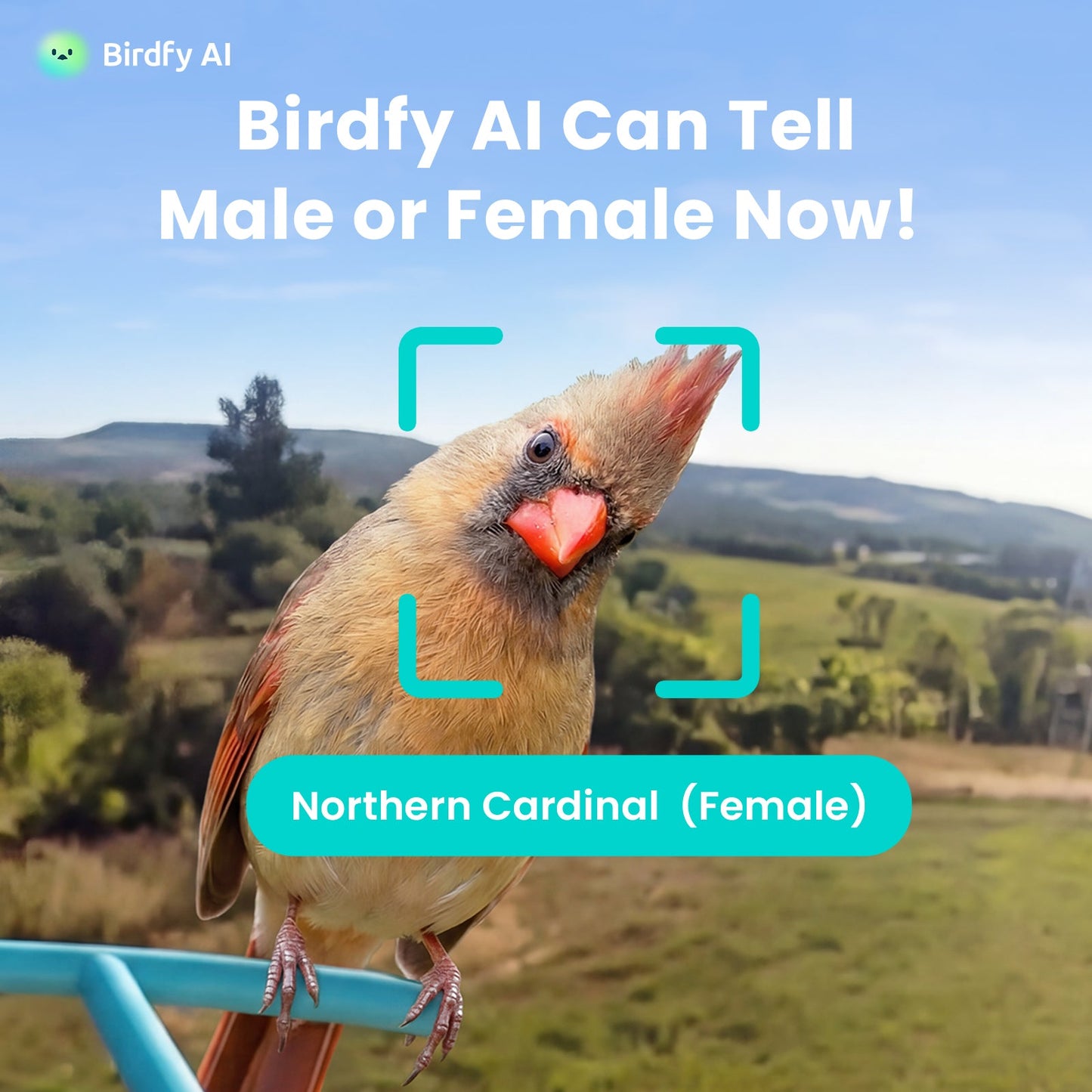 Birdfy Feeder with Solar Panel - Solar-Powered Smart Bird Feeder with Camera Bundle Birdfy