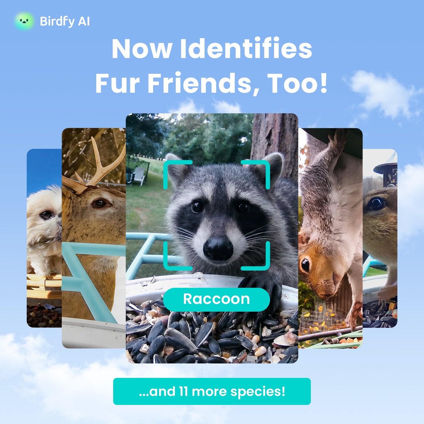 Birdfy Feeder - AI-Powered Smart Bird Feeder with Camera Birdfy Feeder Birdfy