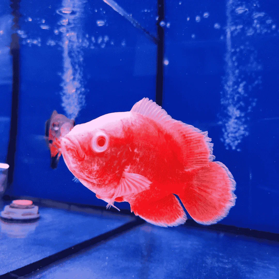 Red Chili Oscar (Astronotus ocellatus) AMERICAN CICHLID Danaqua Live Fish & More