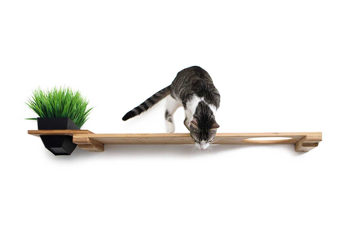 Cat Plant Stand for Wall Cat shelves/bed Catastrophic Creations