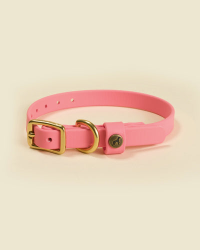 Sporting Puppy Collar - Coral Dog Supplies Pointer Traditions