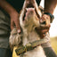 Sporting Dog Collar - Brook Trout Dog Supplies Pointer Traditions