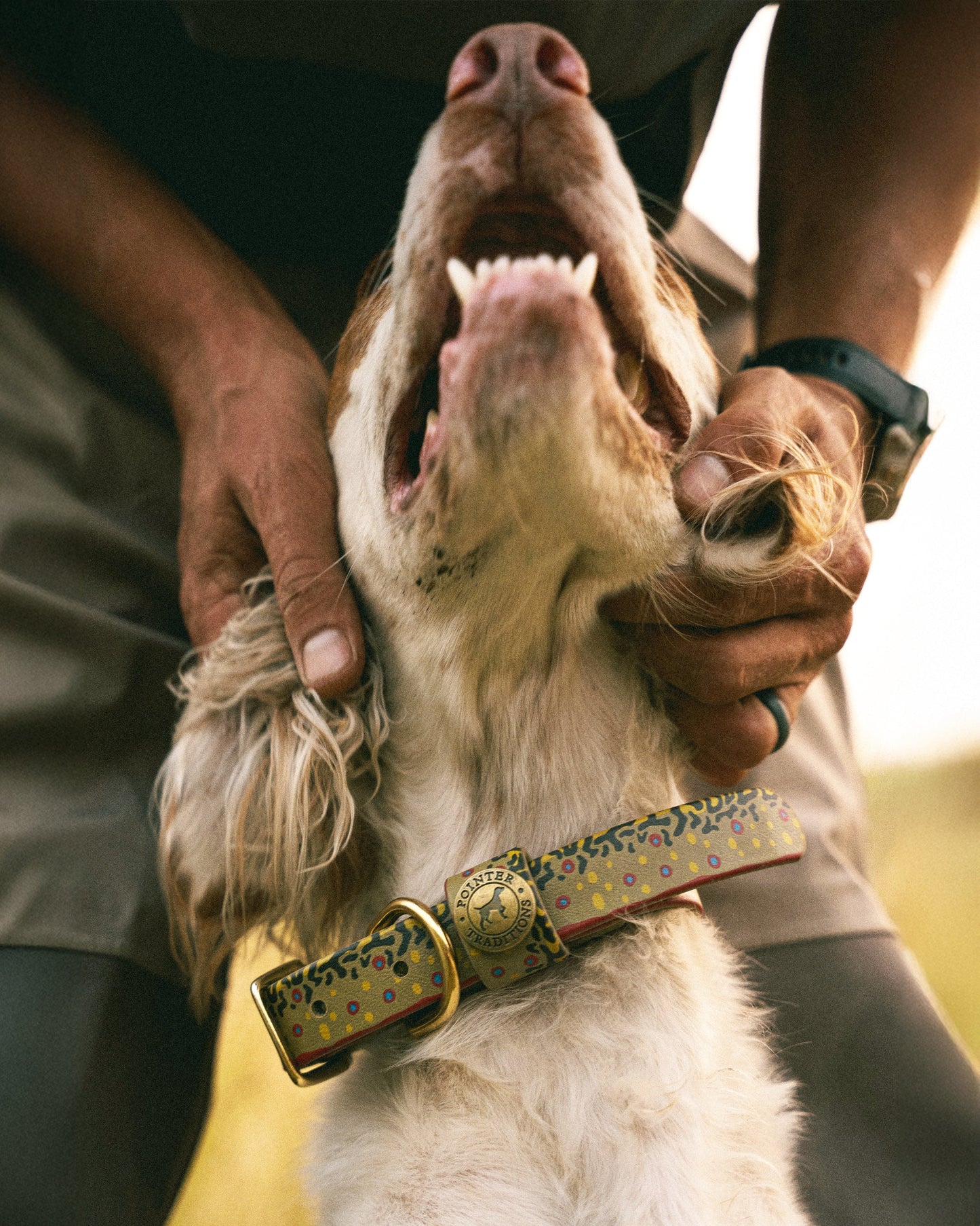Sporting Dog Collar - Brook Trout Dog Supplies Pointer Traditions
