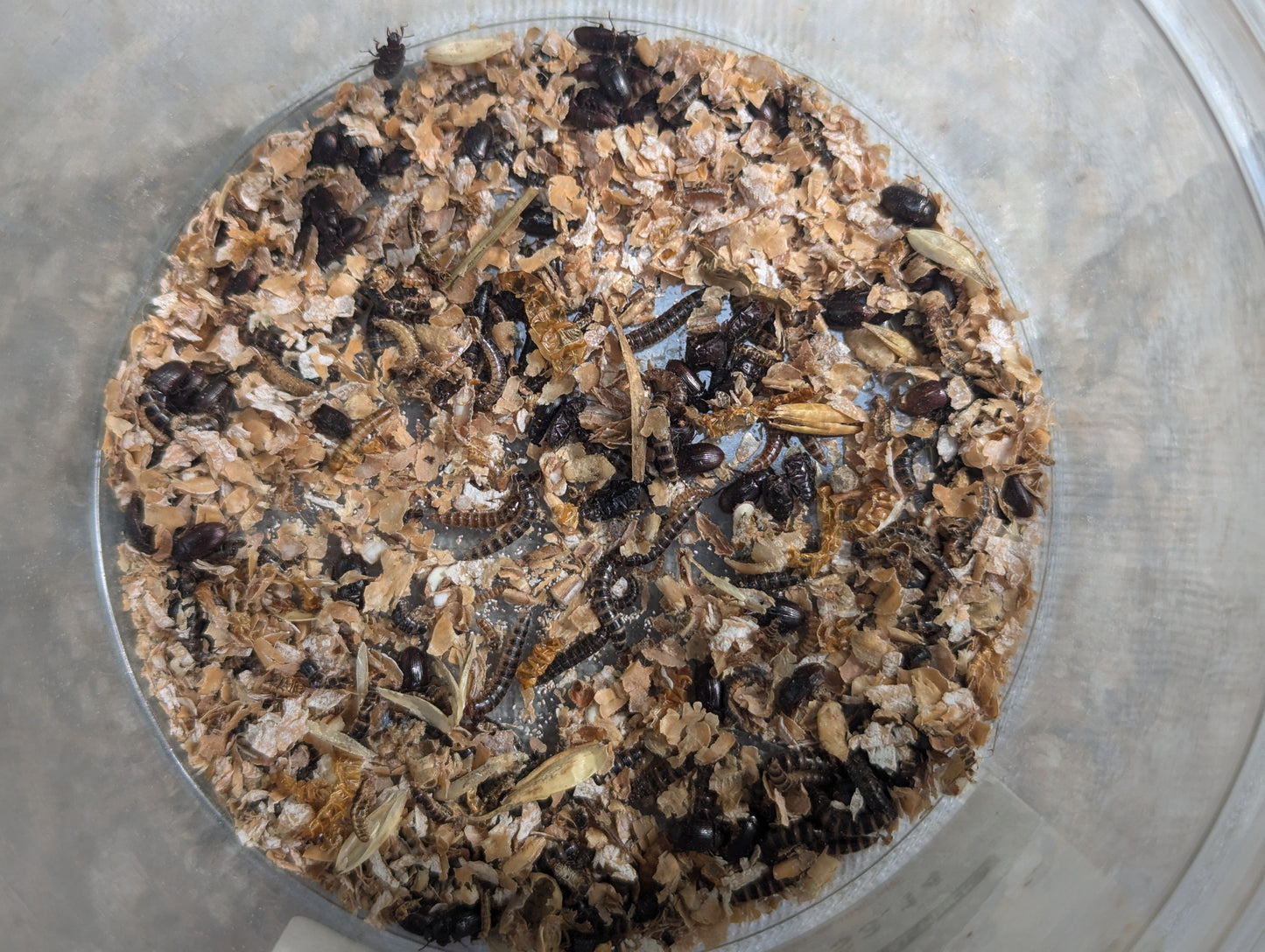 Live Organic Lesser / Buffalo Mealworms Hive Queen Insects