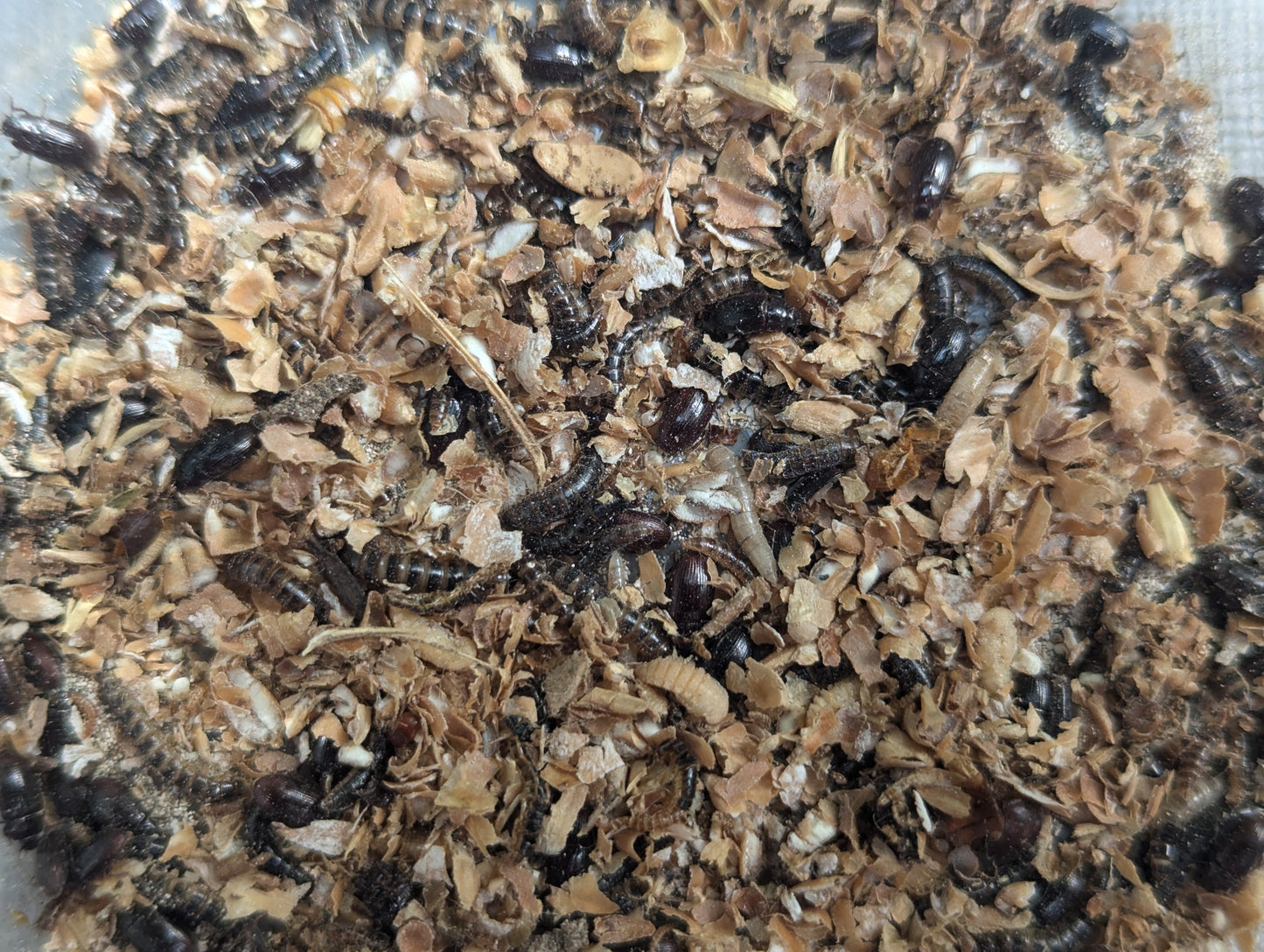 Live Organic Lesser / Buffalo Mealworms Hive Queen Insects