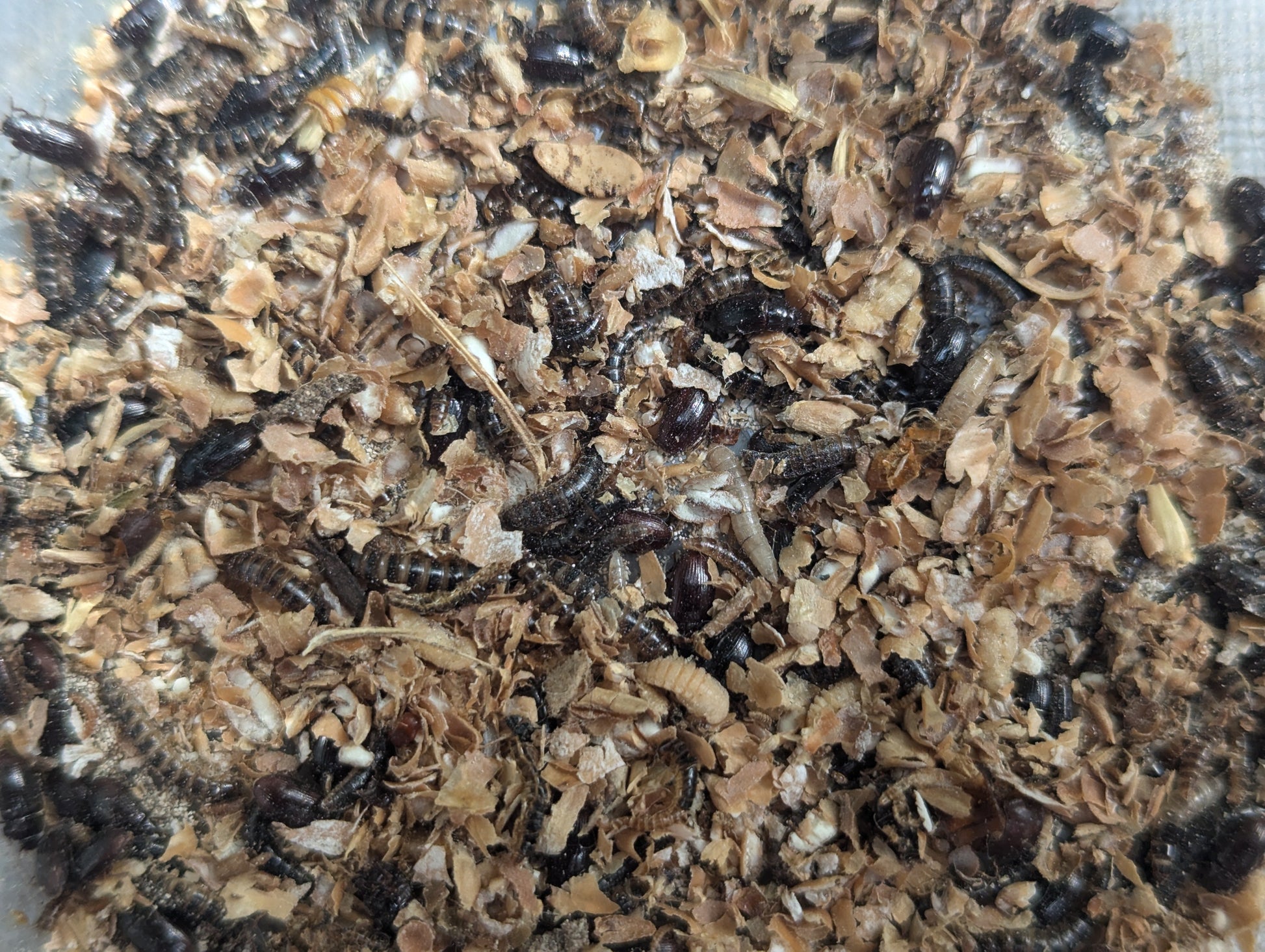 Live Organic Lesser / Buffalo Mealworms Hive Queen Insects