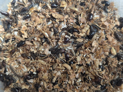 Live Organic Lesser / Buffalo Mealworms Hive Queen Insects