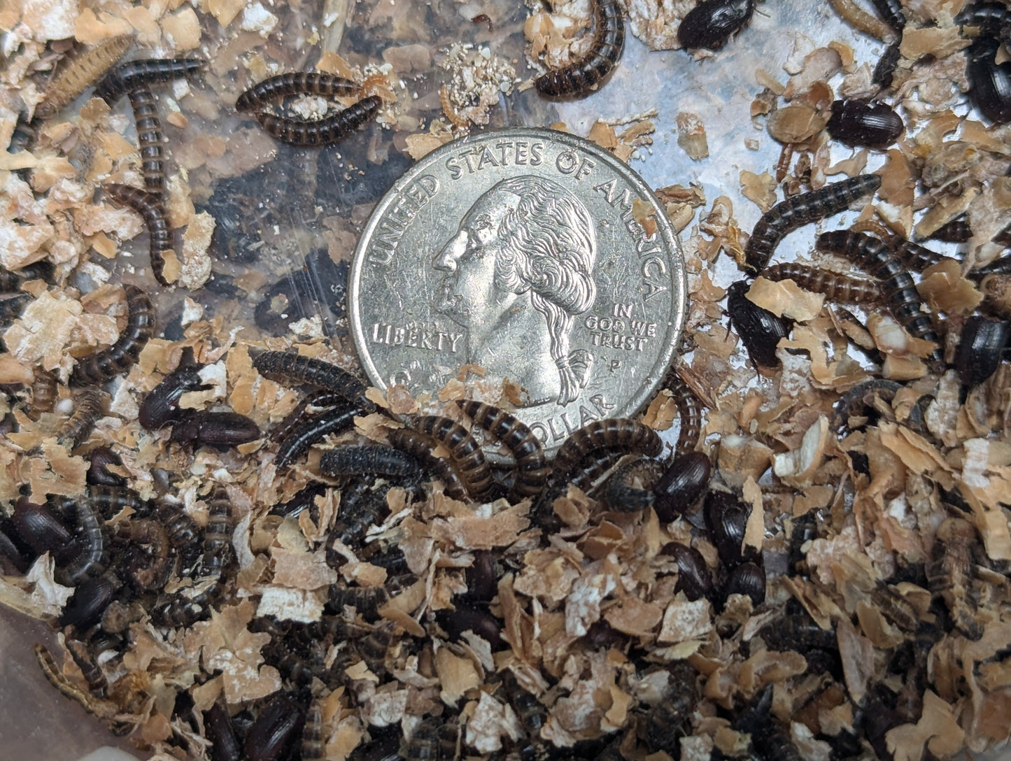 Live Organic Lesser / Buffalo Mealworms Hive Queen Insects