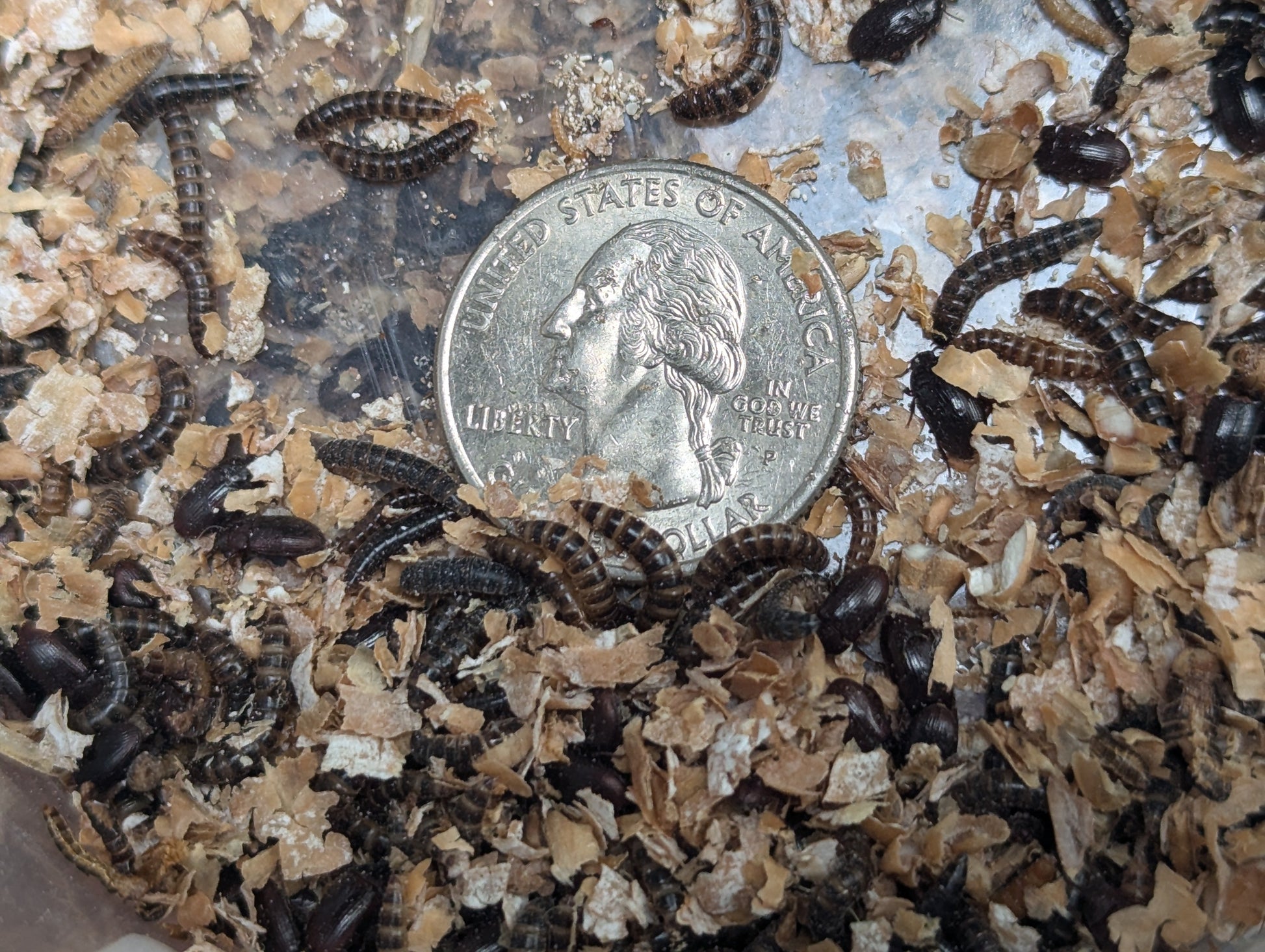 Live Organic Lesser / Buffalo Mealworms Hive Queen Insects