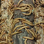 Live Organic Mealworms Feeder Insect Hive Queen Insects