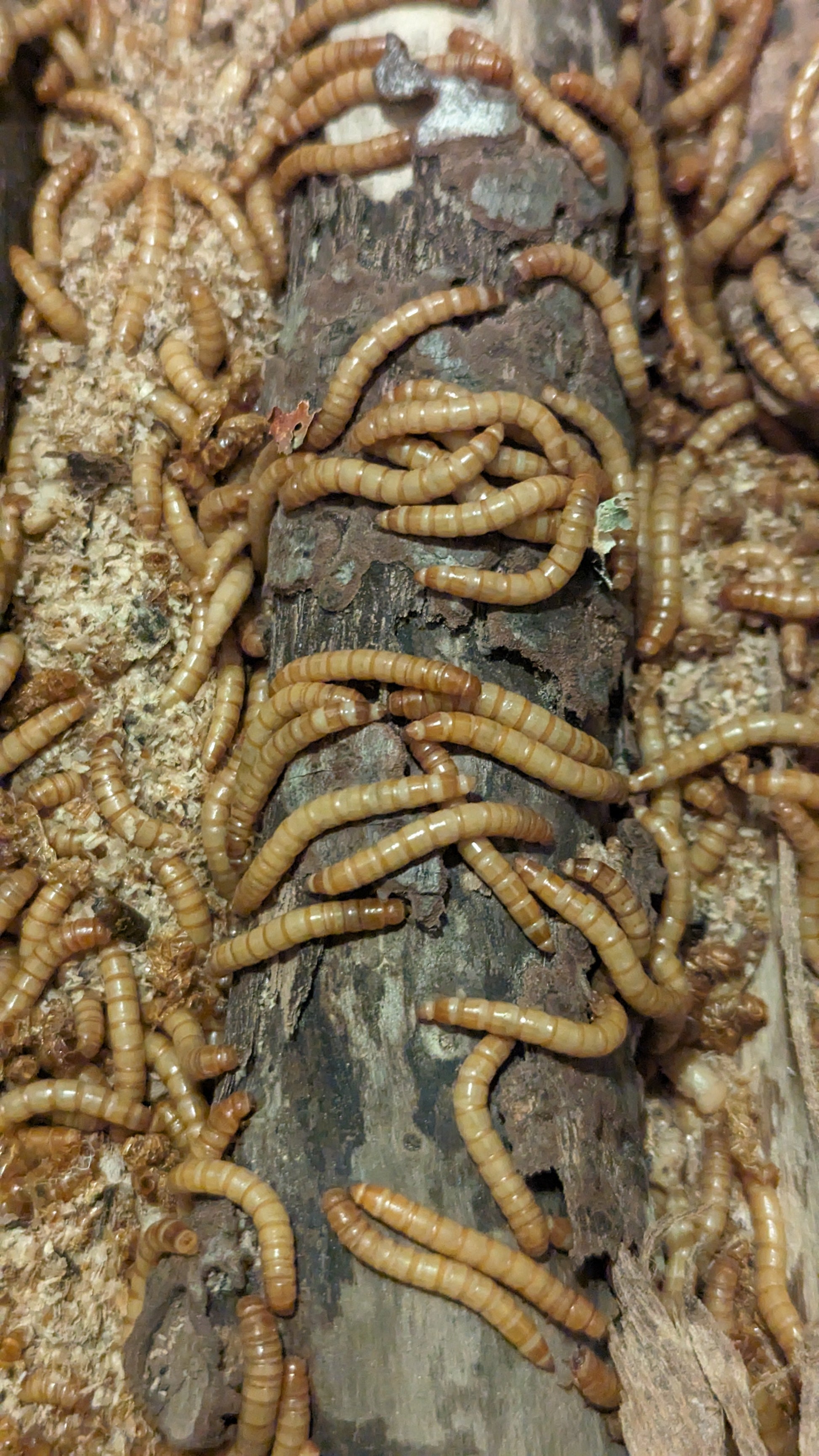 Live Organic Mealworms Feeder Insect Hive Queen Insects
