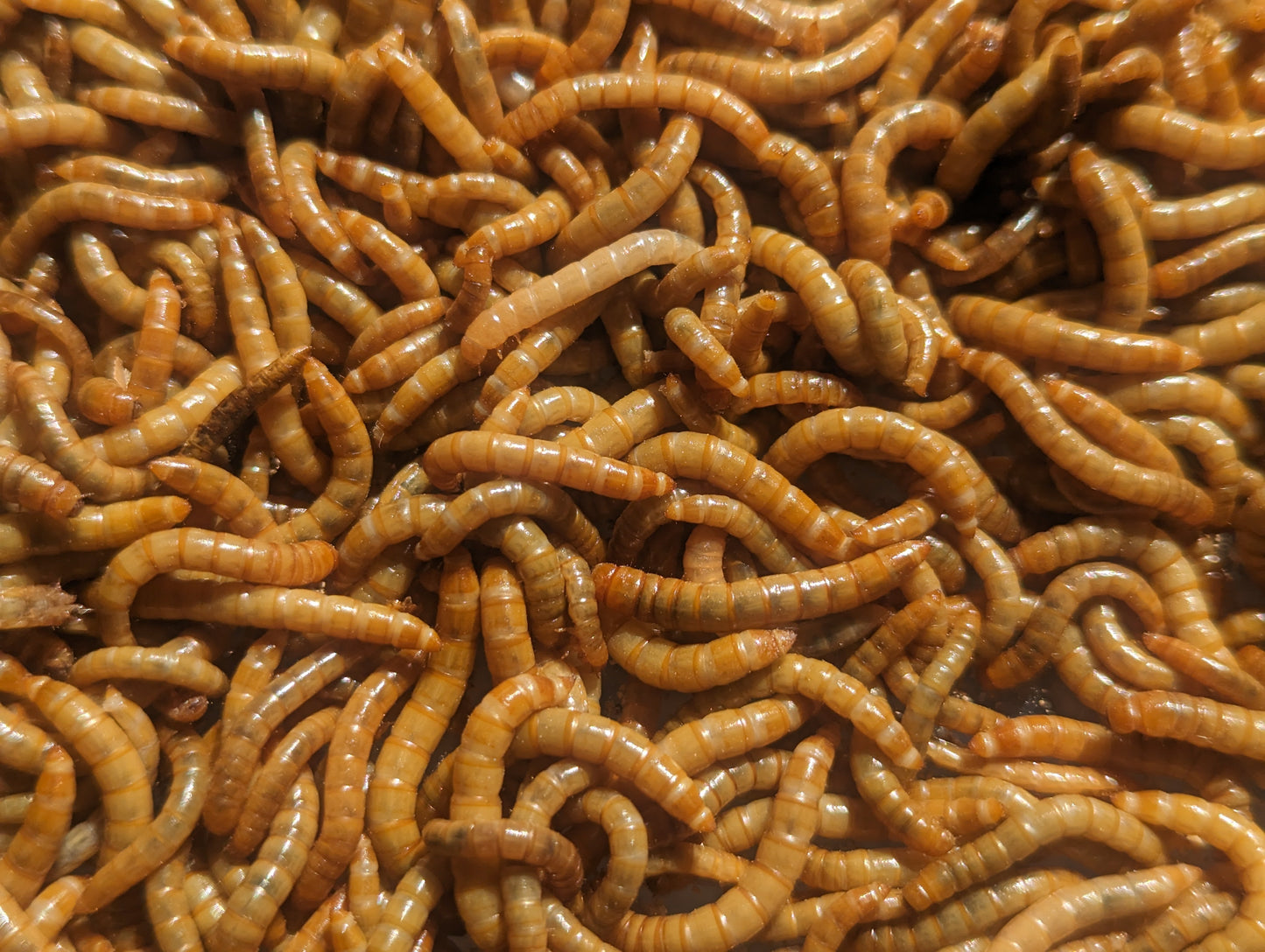 Live Organic Mealworms Feeder Insect Hive Queen Insects
