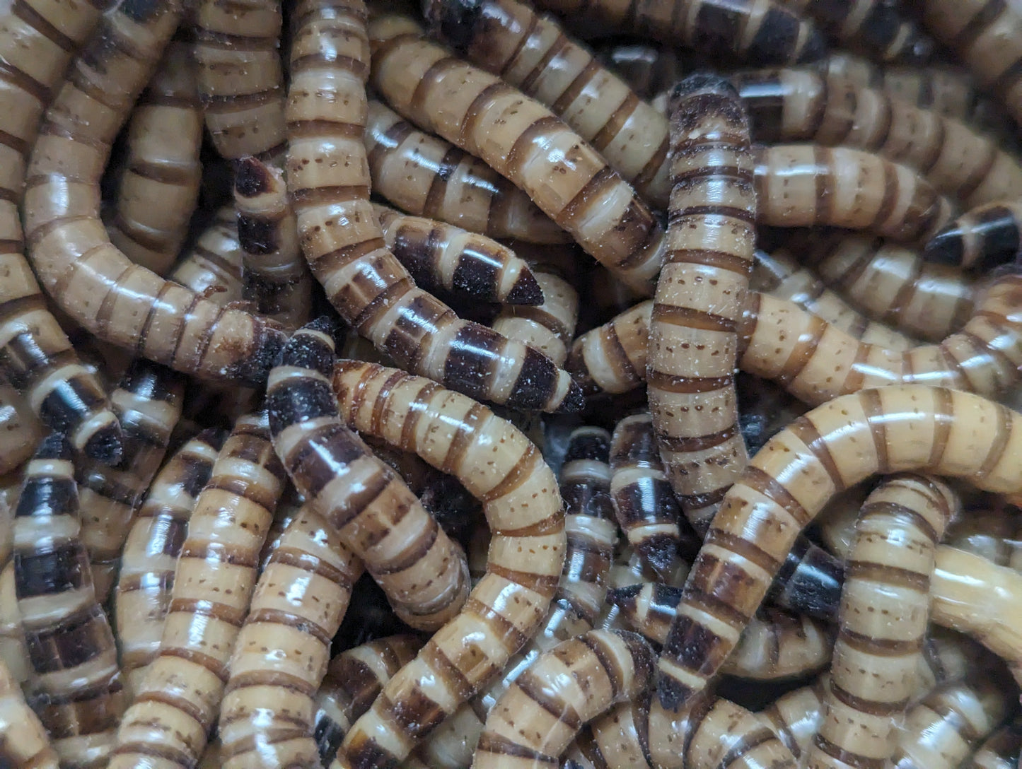 Live Organic Superworms Hive Queen Insects