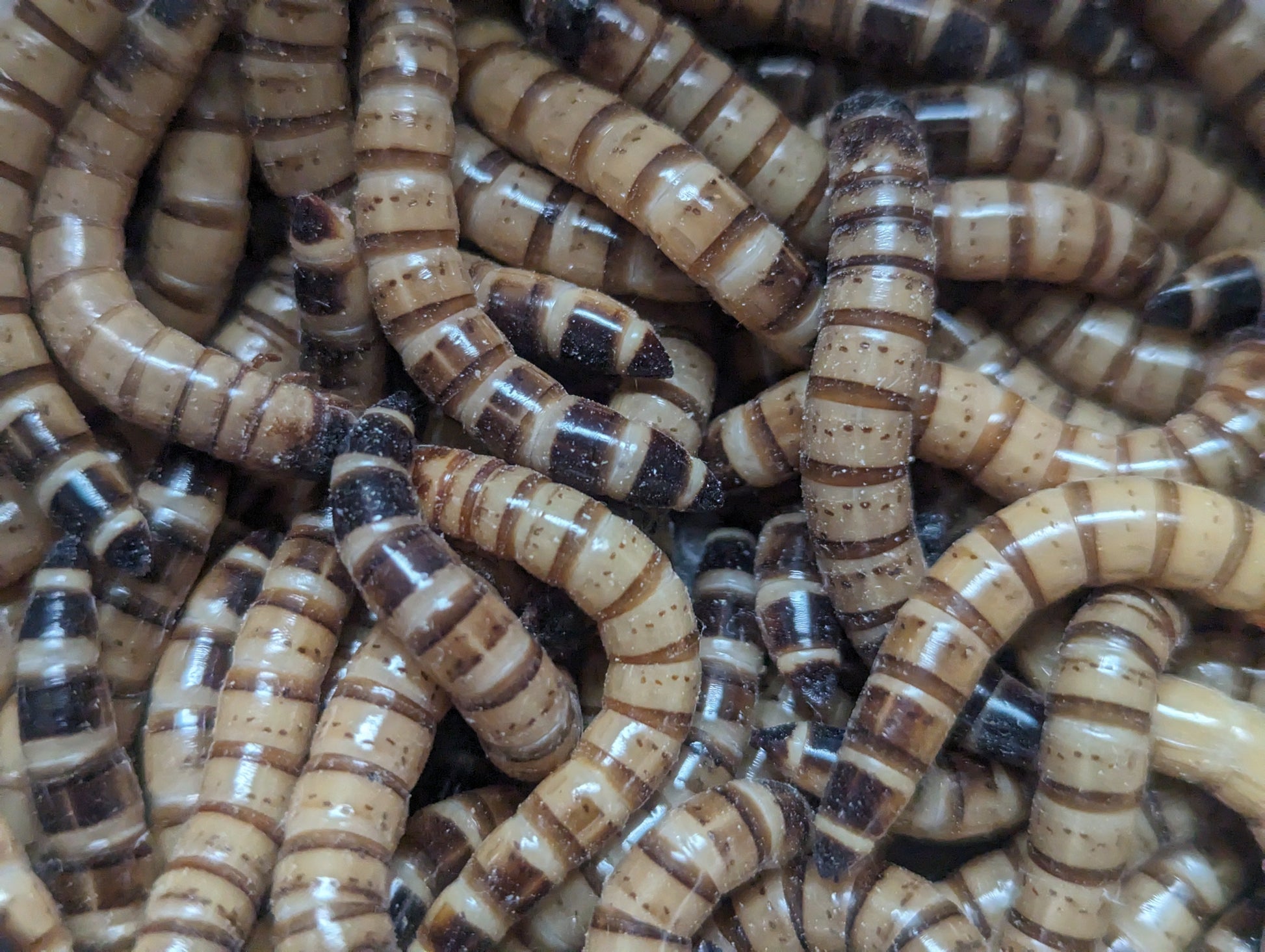 Live Organic Superworms Hive Queen Insects