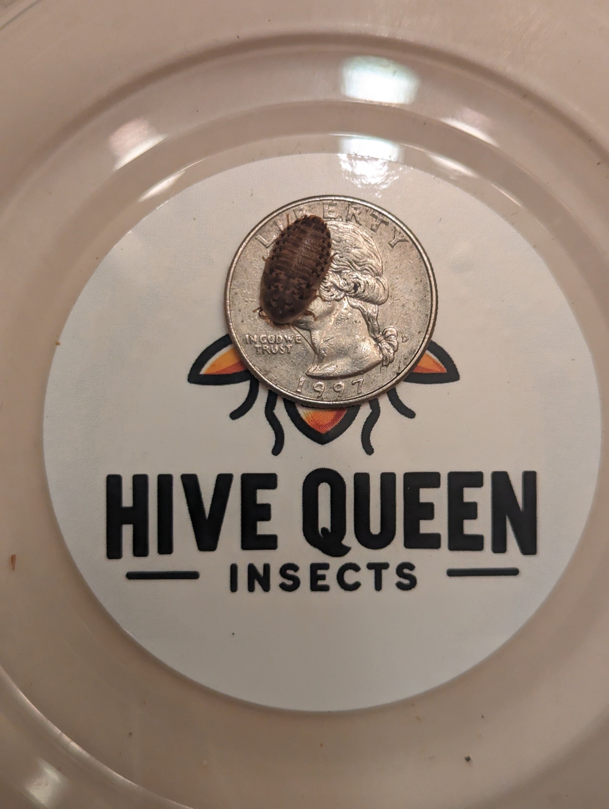 Live Organic Dubia Roaches Small - less than 1 2 inch Feeder Insect Hive Queen Insects