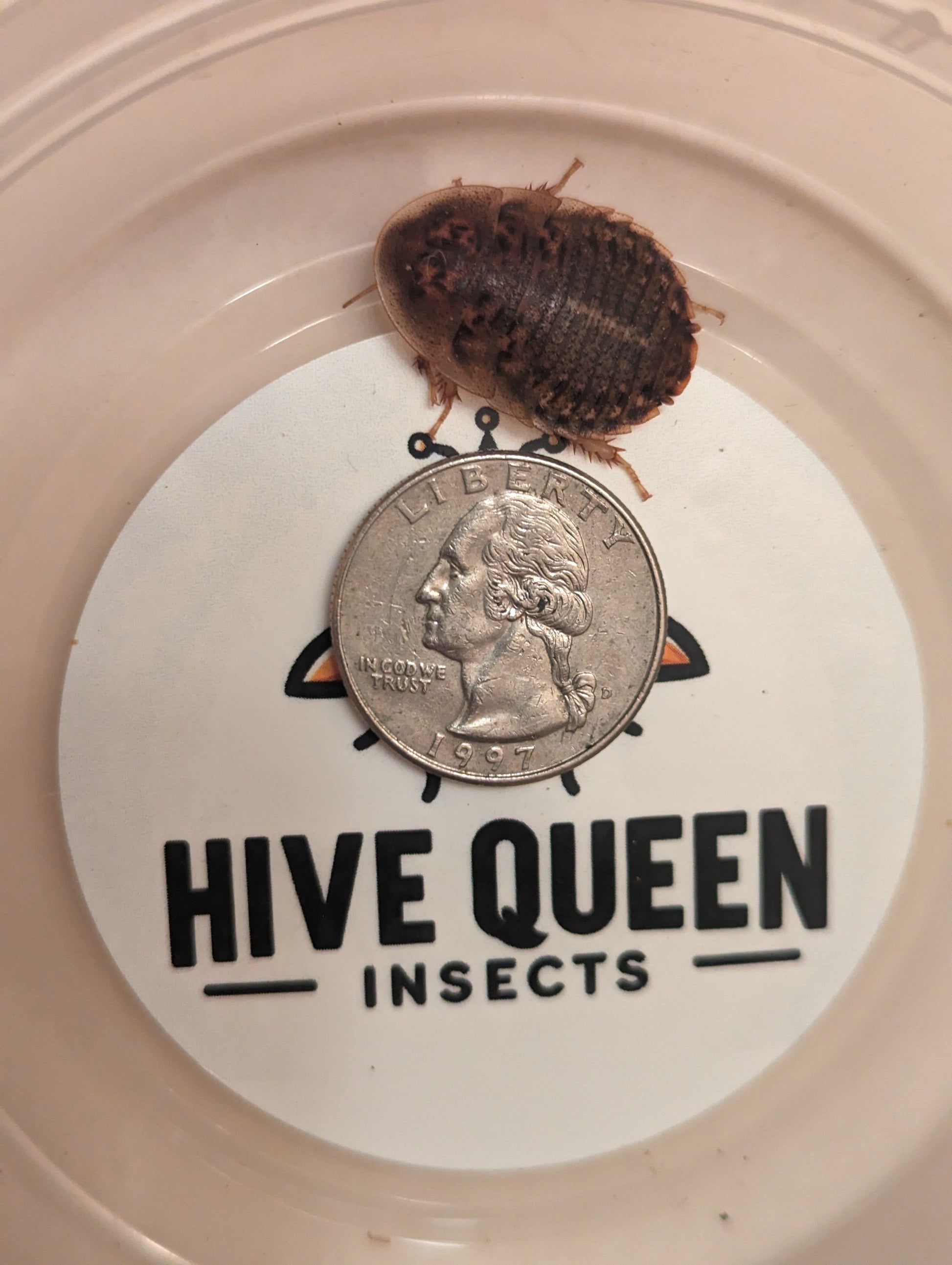 Live Organic Dubia Roaches Medium - 1 2 to 3 4 inch Feeder Insect Hive Queen Insects
