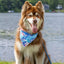 Painted Peaks Dog Bandana bandana Aria the Fox