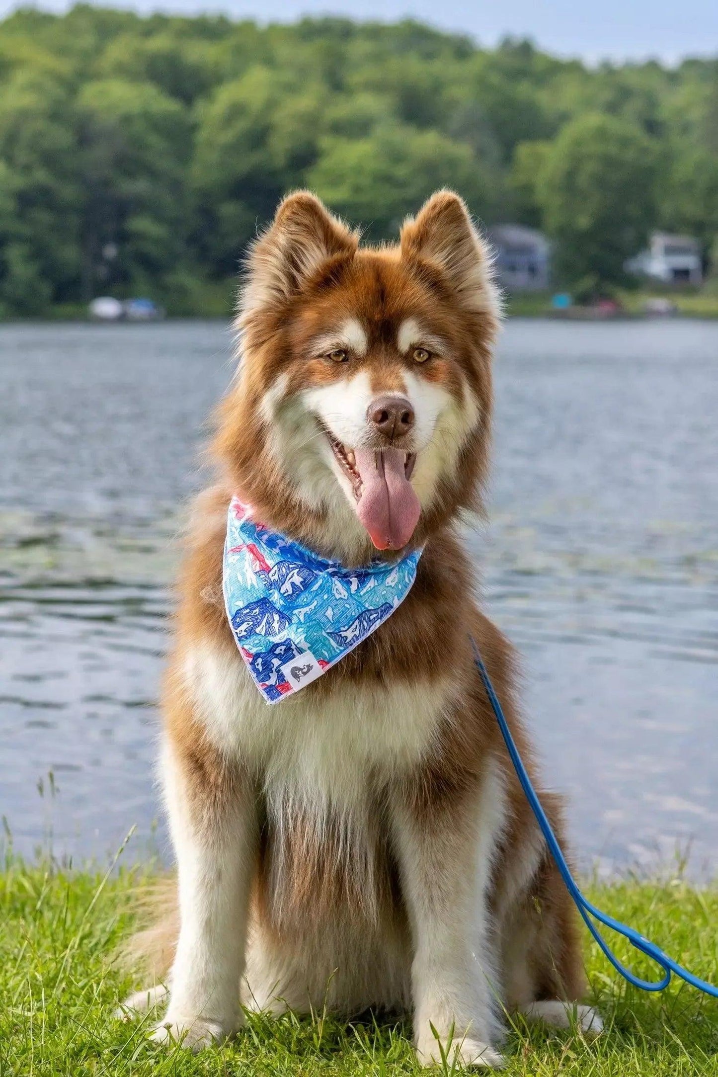 Painted Peaks Dog Bandana bandana Aria the Fox