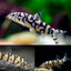 Pakistani Loach Yoyo Loach (Botia almorhae) LOACH Danaqua Live Fish & More