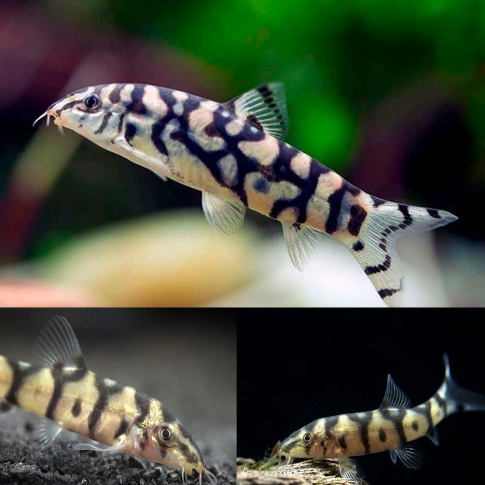Pakistani Loach Yoyo Loach (Botia almorhae) LOACH Danaqua Live Fish & More