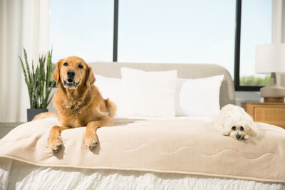 PupChill™ Cooling Waterproof Runner Blanket - Arctic Sand Dog Blanket Paw