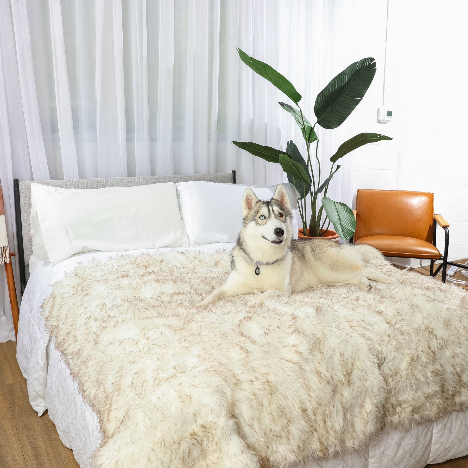 PupProtector™ Waterproof Throw Blanket - White with Brown Accents Dog Blanket Paw.com