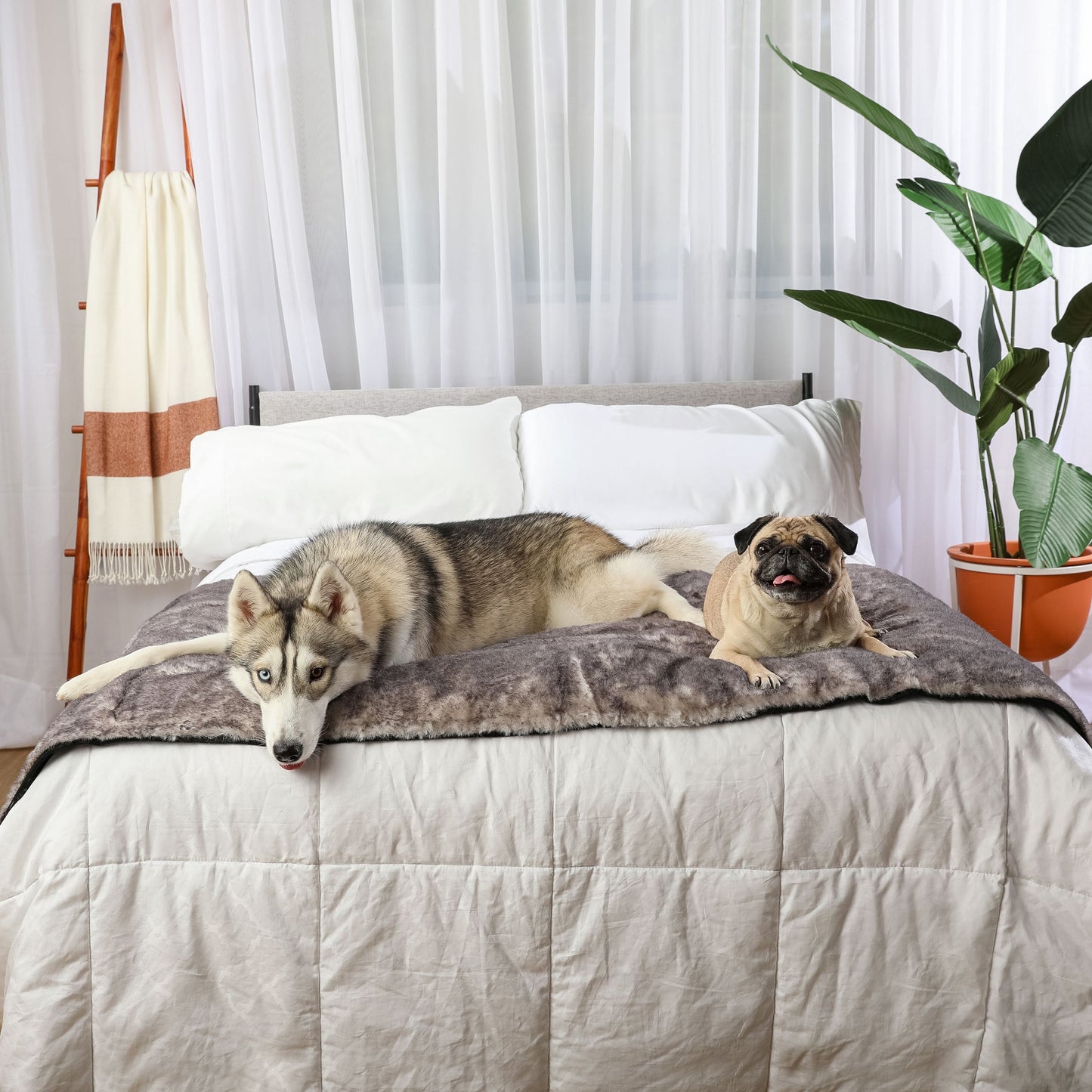 PupProtector™ Luxe Waterproof Bed Runner - Ultra Soft Chinchilla Dog Blanket Paw.com