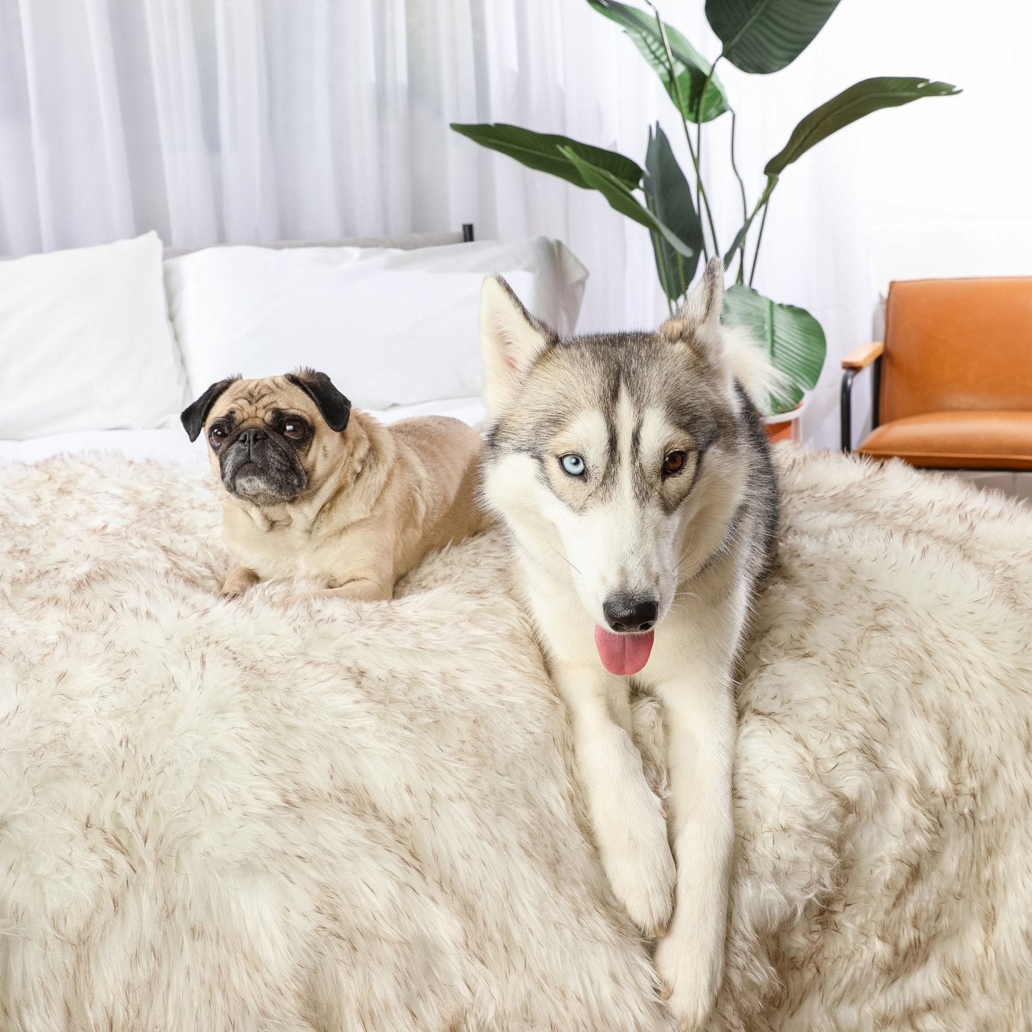 PupProtector™ Waterproof Throw Blanket - White with Brown Accents Dog Blanket Paw.com