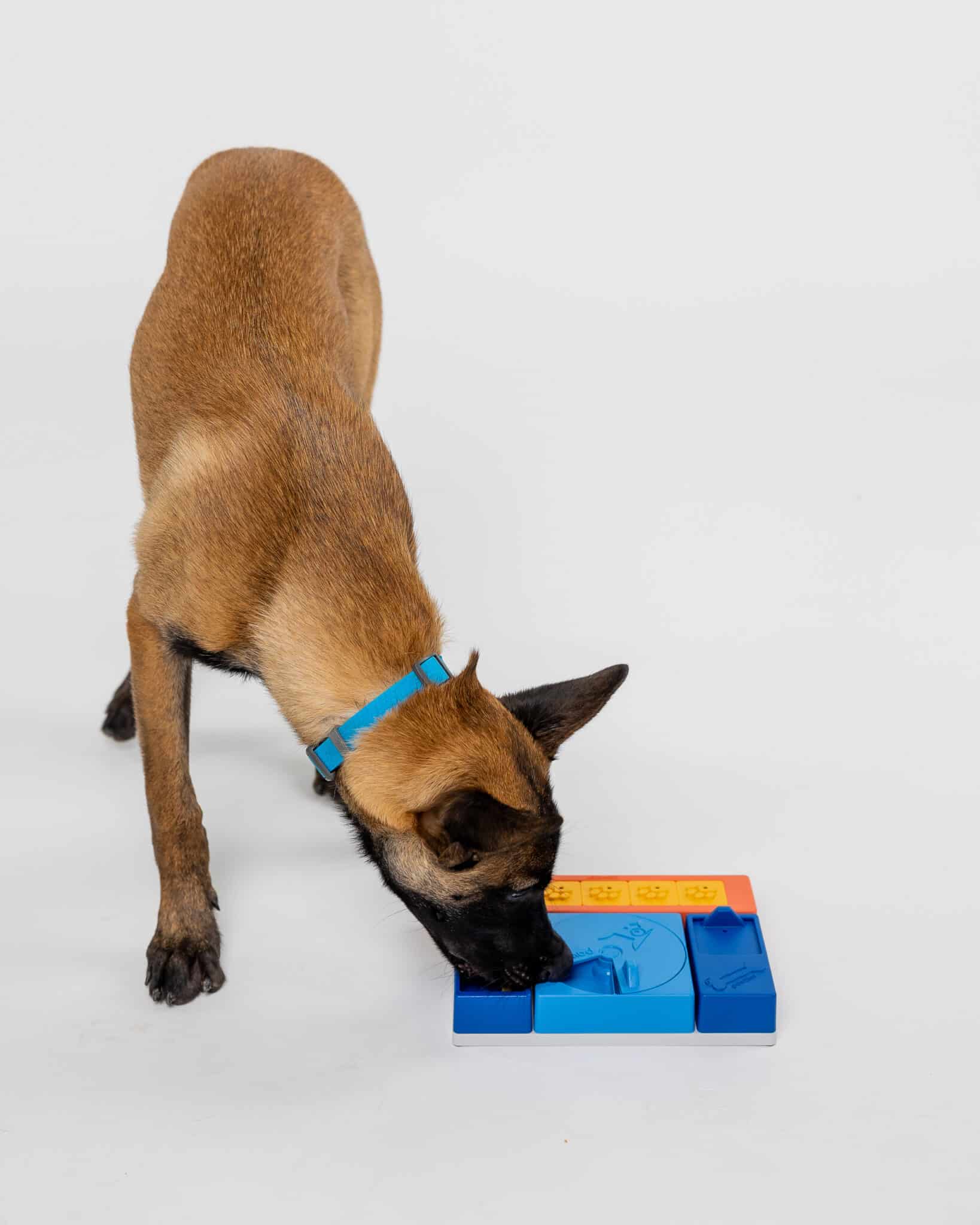 Pawzler Set - Beginner Enrichment Product SwiftPaws