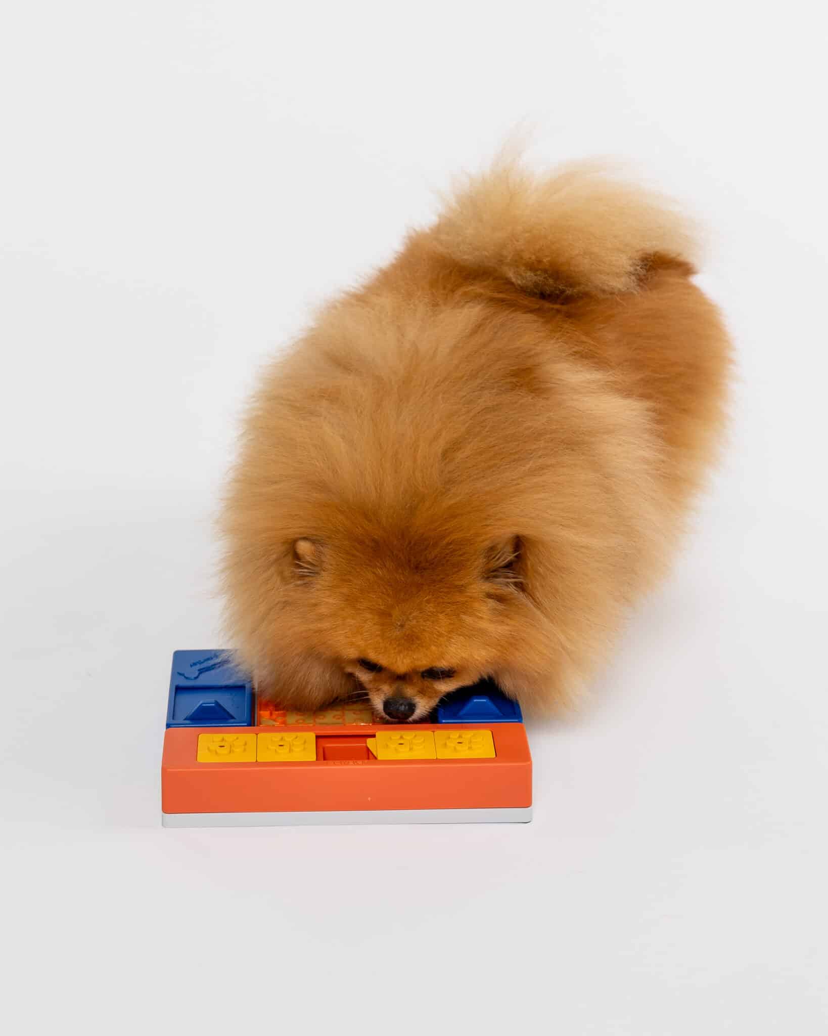 Pawzler Set - Beginner Enrichment Product SwiftPaws