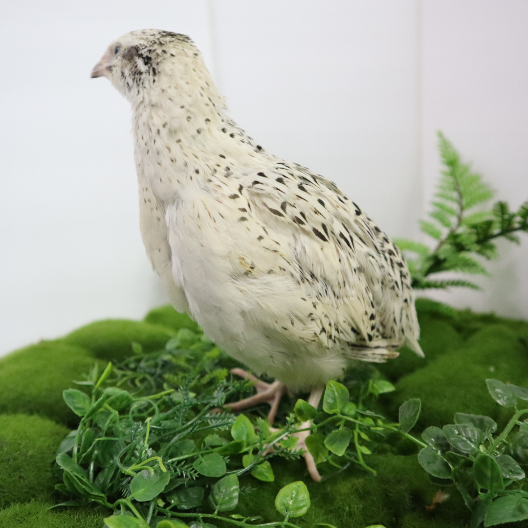 Fertile Quail Eggs – Choose Your Variety Pearl Fee Fertile Quail Eggs Buddys Hatchery
