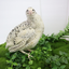 Fertile Quail Eggs – Choose Your Variety Fertile Quail Eggs Buddys Hatchery