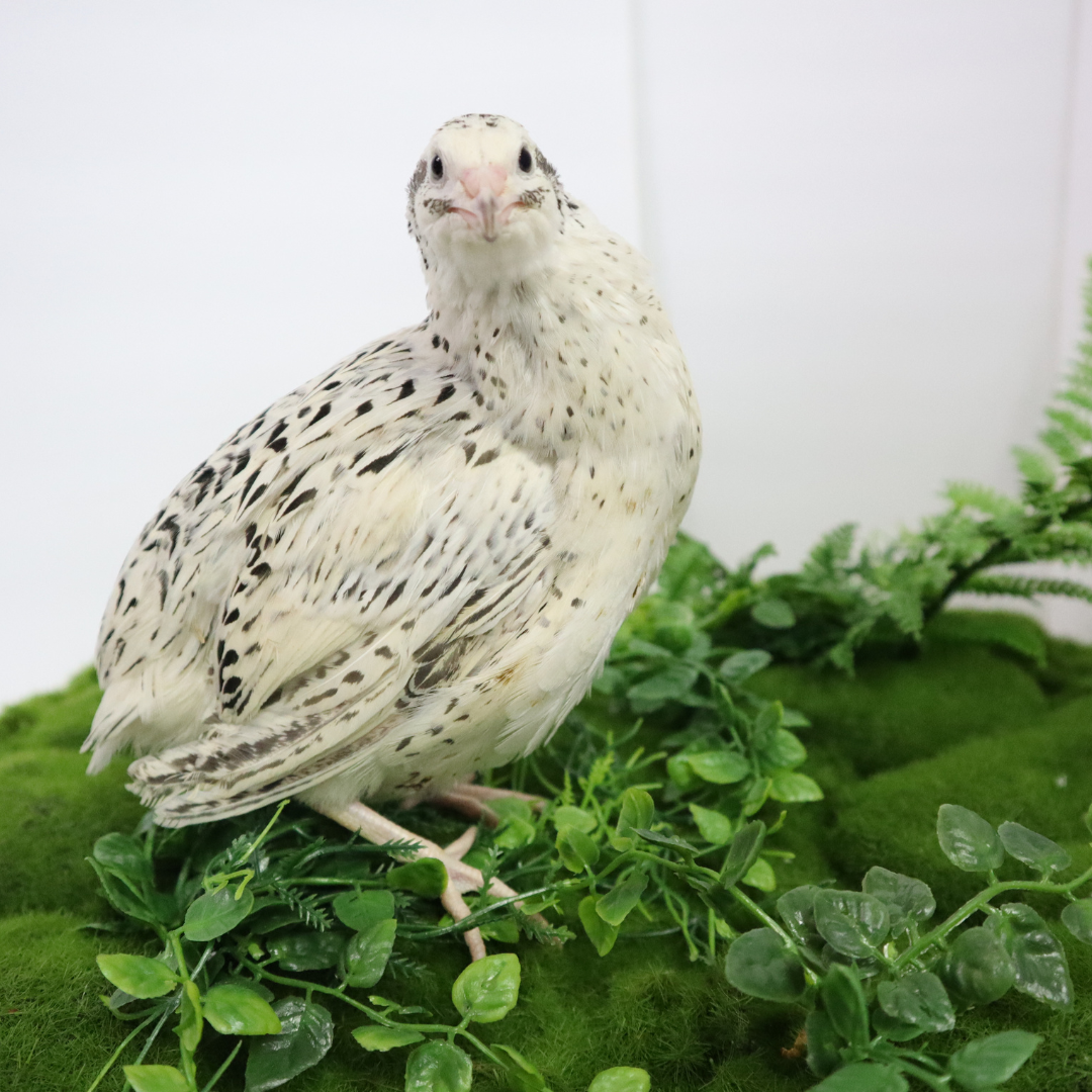 Fertile Quail Eggs – Choose Your Variety Fertile Quail Eggs Buddys Hatchery