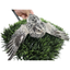 Fertile Quail Eggs – Choose Your Variety Pearl Pansy Fertile Quail Eggs Buddys Hatchery