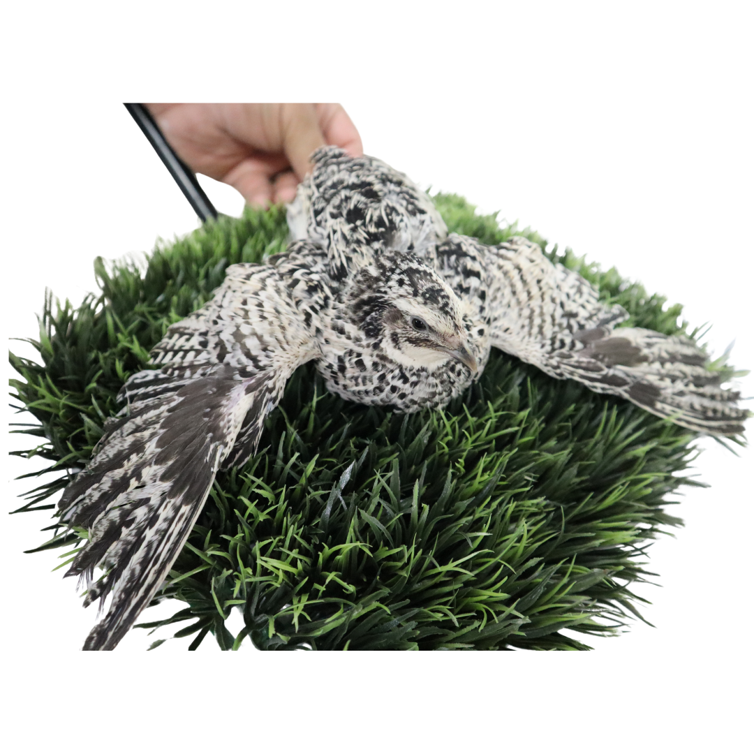 Fertile Quail Eggs – Choose Your Variety Pearl Pansy Fertile Quail Eggs Buddys Hatchery