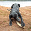 Flufflehorn Dental Antler - Indestructible Nylon Dog Chew Toy XL | USA Made Nylon Dog Toys SodaPup/True Dogs, LLC