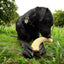 Flufflehorn Dental Antler - Indestructible Nylon Dog Chew Toy XL | USA Made Nylon Dog Toys SodaPup/True Dogs, LLC
