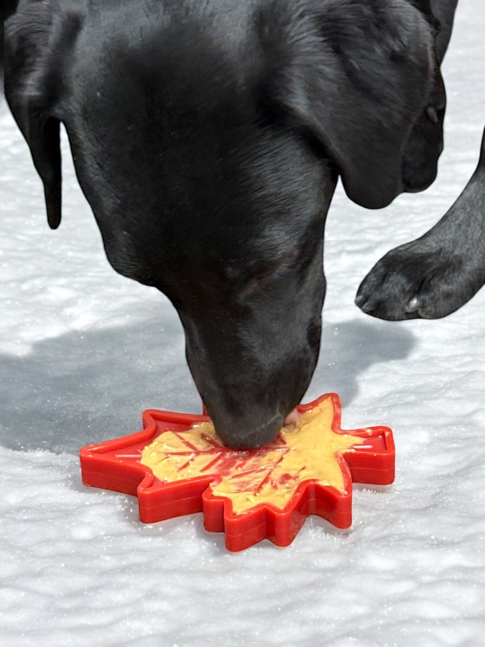 Canadian Maple Leaf Nylon Dog Chew Toy - Indestructible & USA Made Nylon Dog Toys SodaPup/True Dogs, LLC