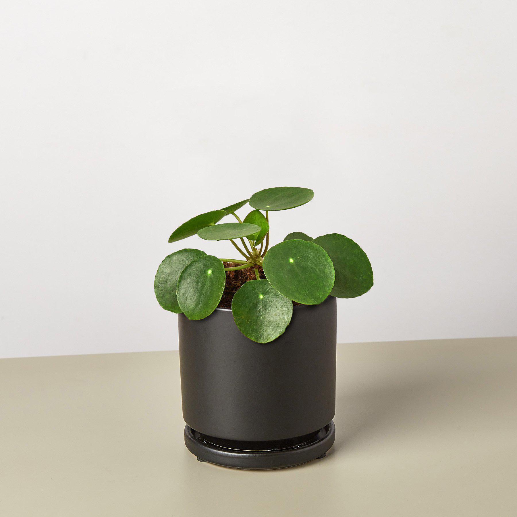 Pilea Peperomioides 'Chinese Money' 4" Pot Black Cylinder Indoor Plants House Plant Shop