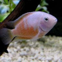 Pink Convict Cichlid AMERICAN CICHLID Danaqua Live Fish & More