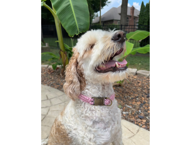 Cobra Braid in Pink & White Stripes - Handmade Dog Collar Handmade Braided Collars Pawsh Pup Co.