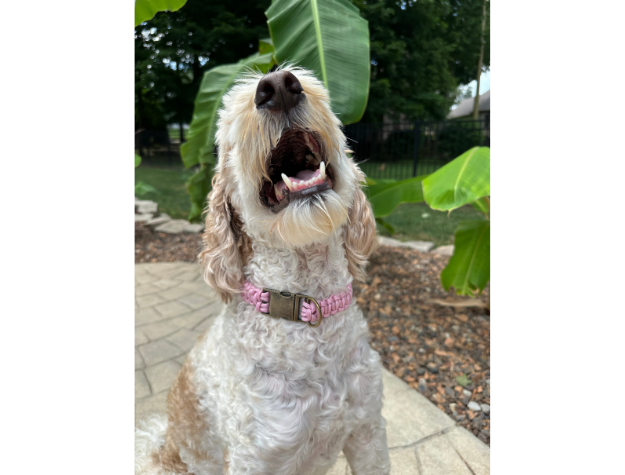 Cobra Braid in Pink & White Stripes - Handmade Dog Collar Handmade Braided Collars Pawsh Pup Co.