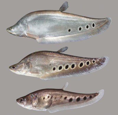 Clown Knifefish KNIFEFISH Danaqua Live Fish & More