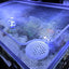 Reef Ready 50-Gallon AIO System Yes with lid Saltwater Tank Aquarium Sea Cardinal