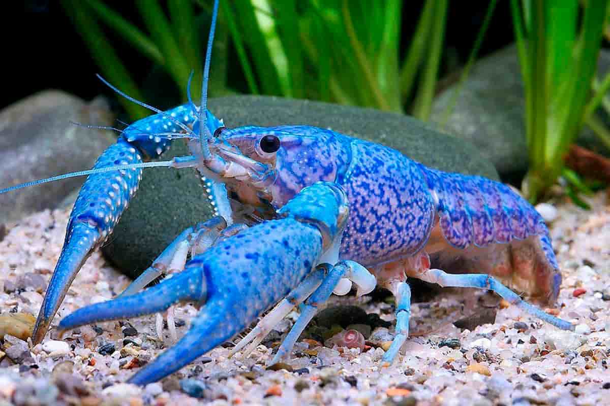Blue crayfish LOBSTER CRAYFISH Danaqua Live Fish & More