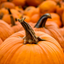 Pumpkin Flavored Yak Cheese Chew - made with REAL PUMPKIN Puree - Single Yak Chew Chief’s Treats and Pet Supplies